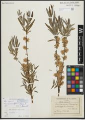 Foto von Salix repens subsp. rosmarinifolia (L.) Andersson